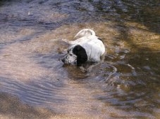 chien dans l'eau